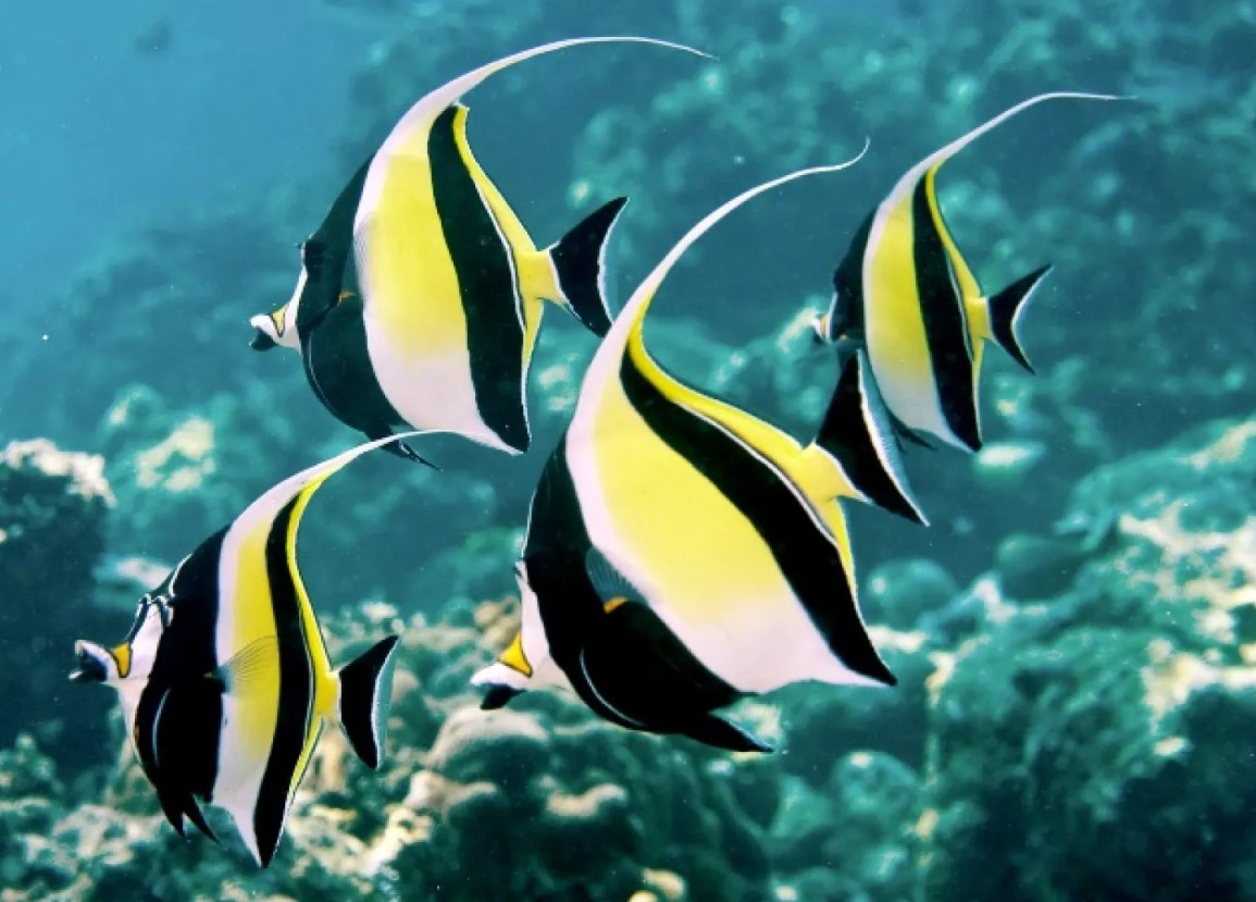 Zanclus cornutus