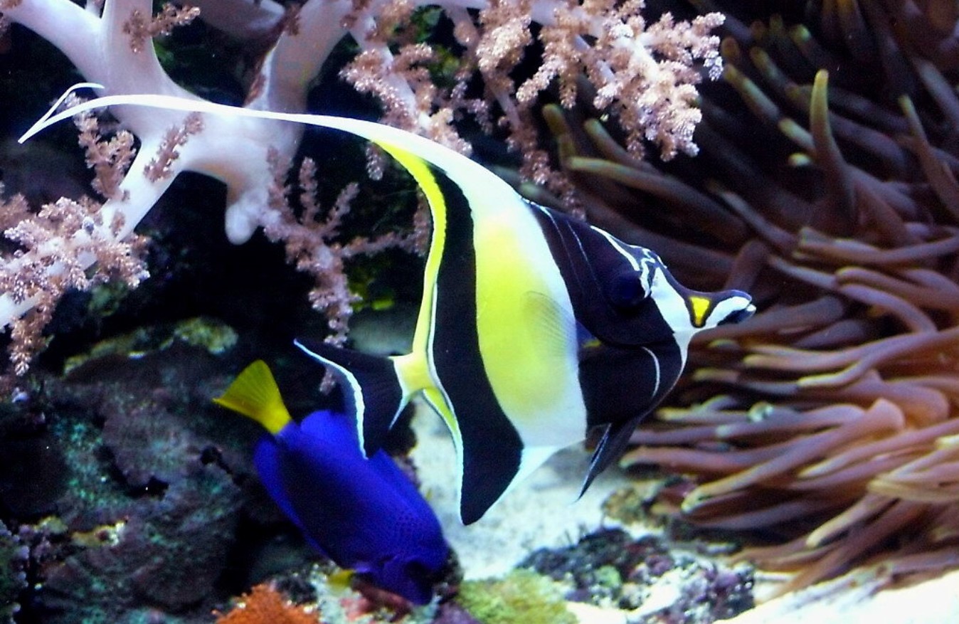 Zanclus cornutus