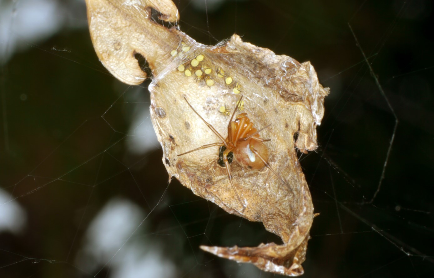 Zatypota percontatoria