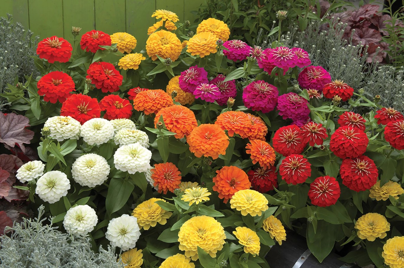 Monty Don siger, at haveblomster blomstrer bedre end de har gjort 'i lang tid'