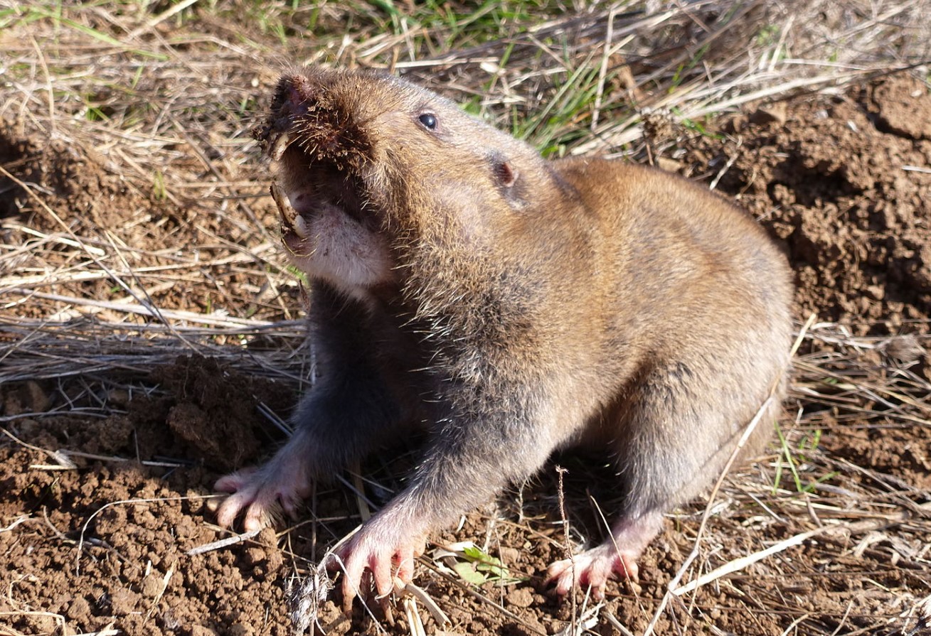 Muldvarpefødder, rotteænder og et lager på 9 kilo: hvem er dette underjordiske monster?