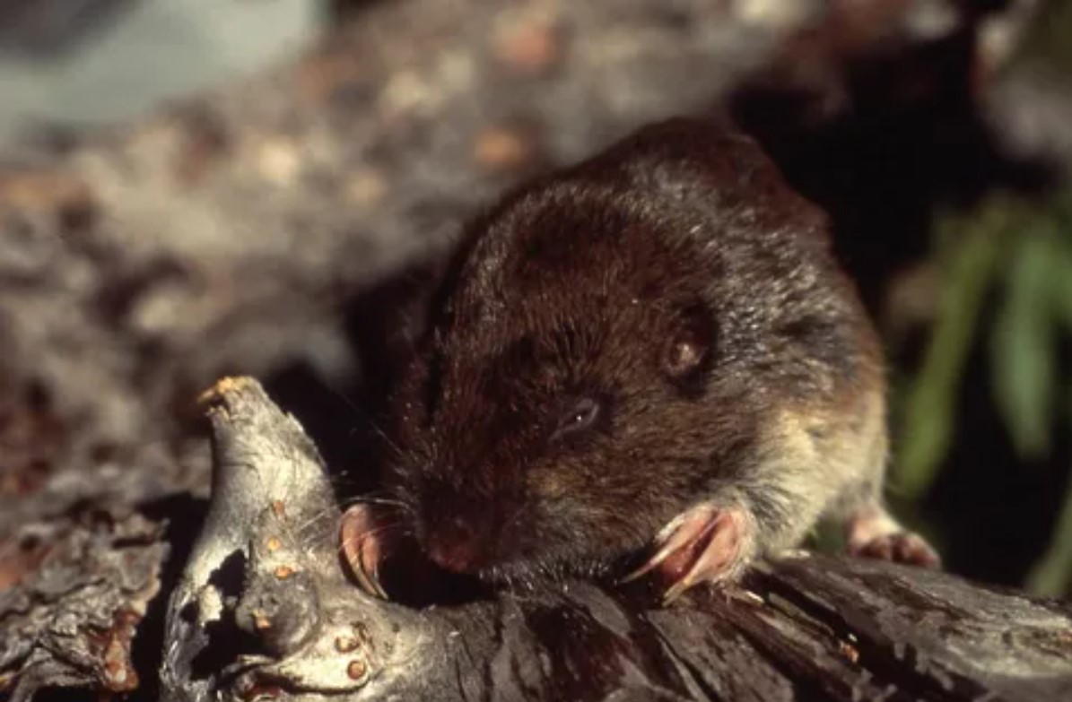 Muldvarpefødder, rotteænder og et lager på 9 kilo: hvem er dette underjordiske monster?