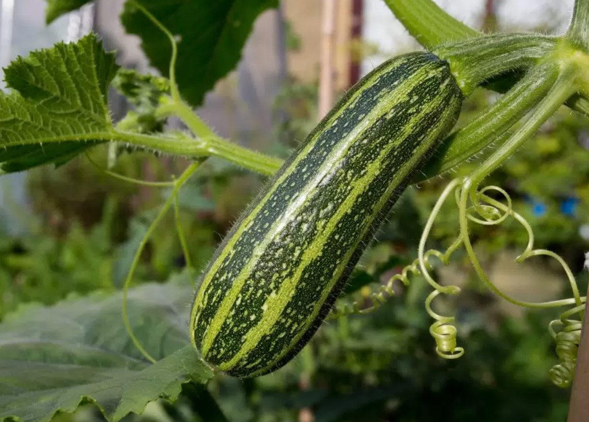 Zucchini
