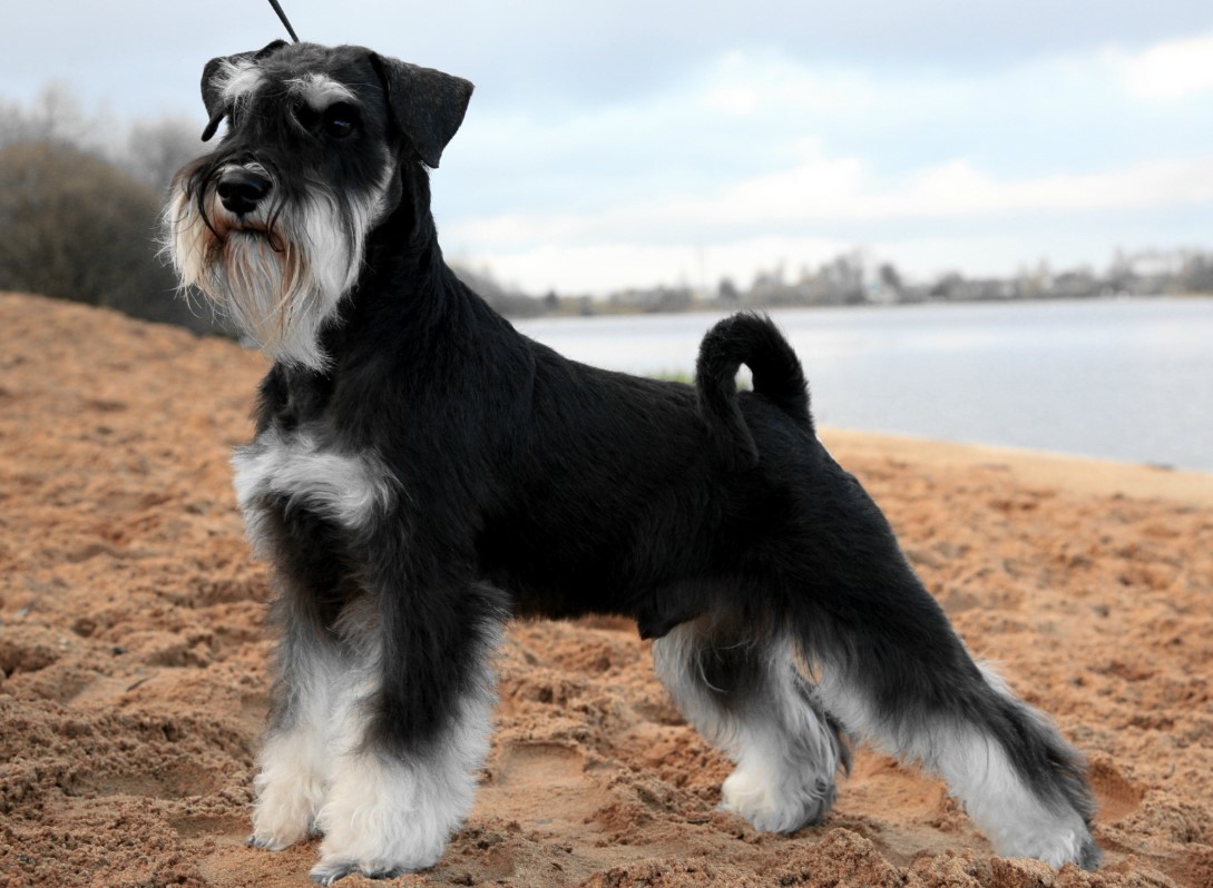 Zwergschnauzer