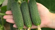 Det er ikke kun tomater, der skal knibes: denne teknik bruges også på salatagurker for at få dem til at bære mere frugt