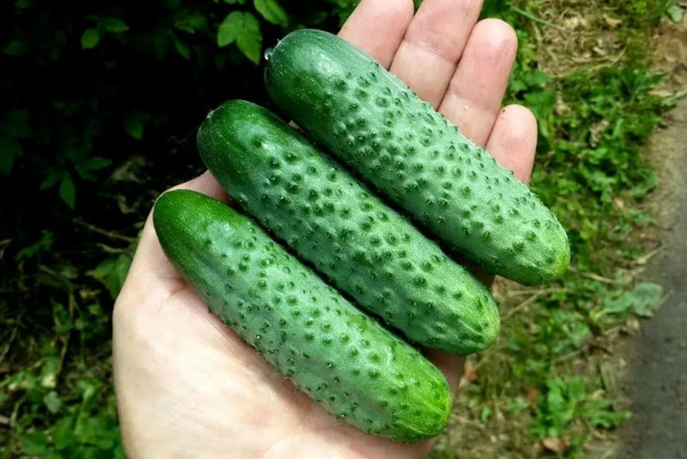 Det er ikke kun tomater, der skal knibes: denne teknik bruges også på salatagurker for at få dem til at bære mere frugt