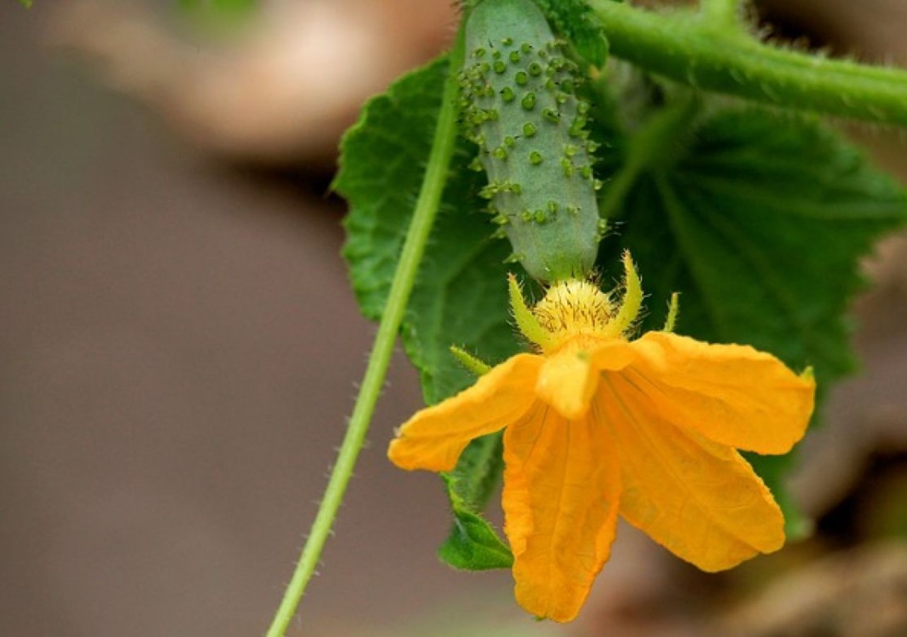 Hvordan dyrker man hurtigere agurker uden kemikalier? Naturlige metoder til blomstring og sund frugtsætning
