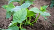Du vil høste spandefulde: prøv en enkel, men interessant tysk metode til at plante agurker
