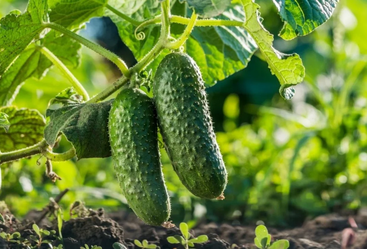 Månens såkalender for juli 2025: hvornår og hvad kan man plante, høste og begynde at forberede