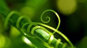 Hvordan dyrker man hurtigere agurker uden kemikalier? Naturlige metoder til blomstring og sund frugtsætning