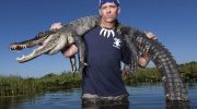 På hver gade er der en tandet nabo: hvorfor er ingen i Florida bange for alligatorer