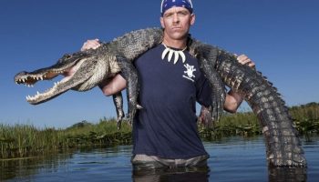 På hver gade er der en tandet nabo: hvorfor er ingen i Florida bange for alligatorer