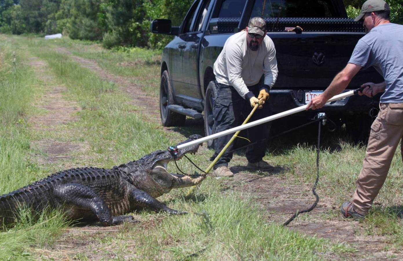 På hver gade er der en tandet nabo: hvorfor er ingen i Florida bange for alligatorer