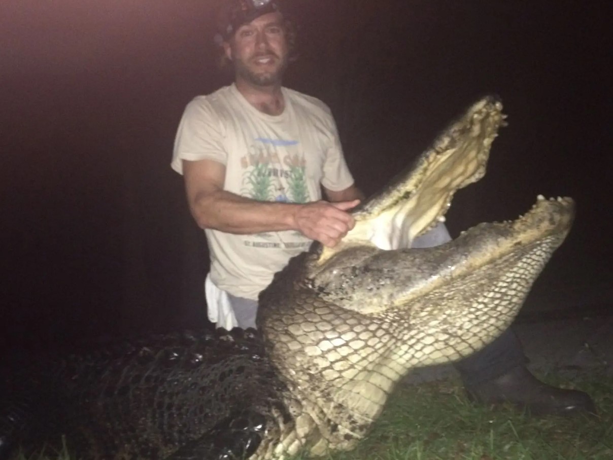 På hver gade er der en tandet nabo: hvorfor er ingen i Florida bange for alligatorer