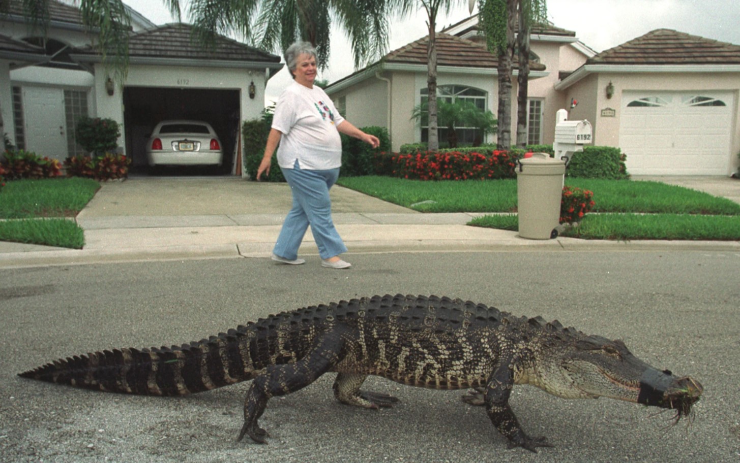 På hver gade er der en tandet nabo: hvorfor er ingen i Florida bange for alligatorer