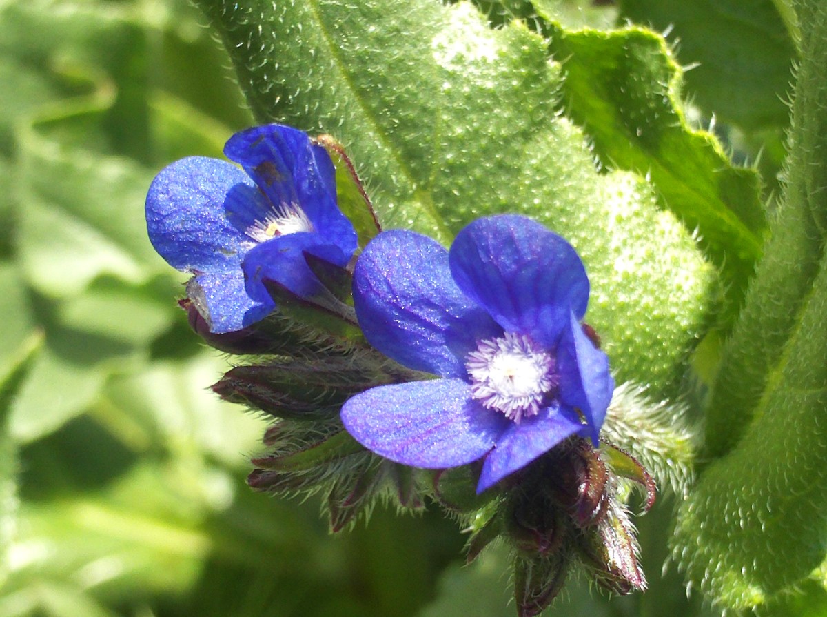 Et hav af blå blomster vil oversvømme haven. Den 'farvede' plante tiltrækker bier og afskrækker snegle