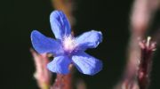 Et hav af blå blomster vil oversvømme haven. Den 'farvede' plante tiltrækker bier og afskrækker snegle