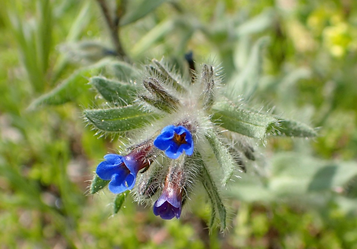 Anchusa azurea