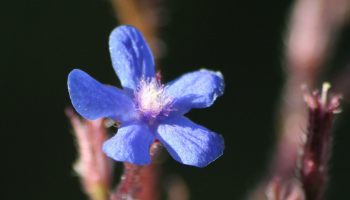 Et hav af blå blomster vil oversvømme haven. Den 'farvede' plante tiltrækker bier og afskrækker snegle
