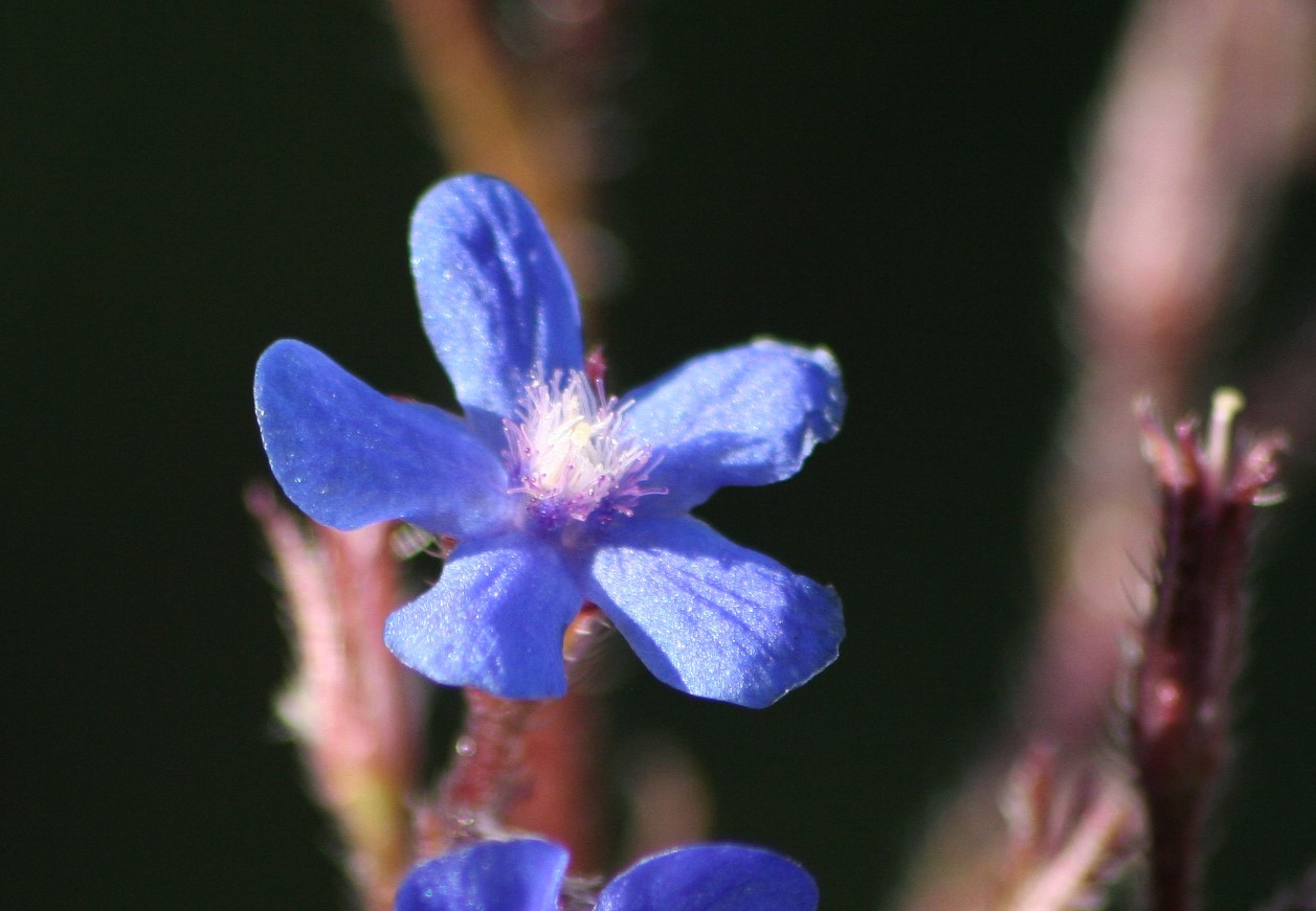 Et hav af blå blomster vil oversvømme haven. Den 'farvede' plante tiltrækker bier og afskrækker snegle