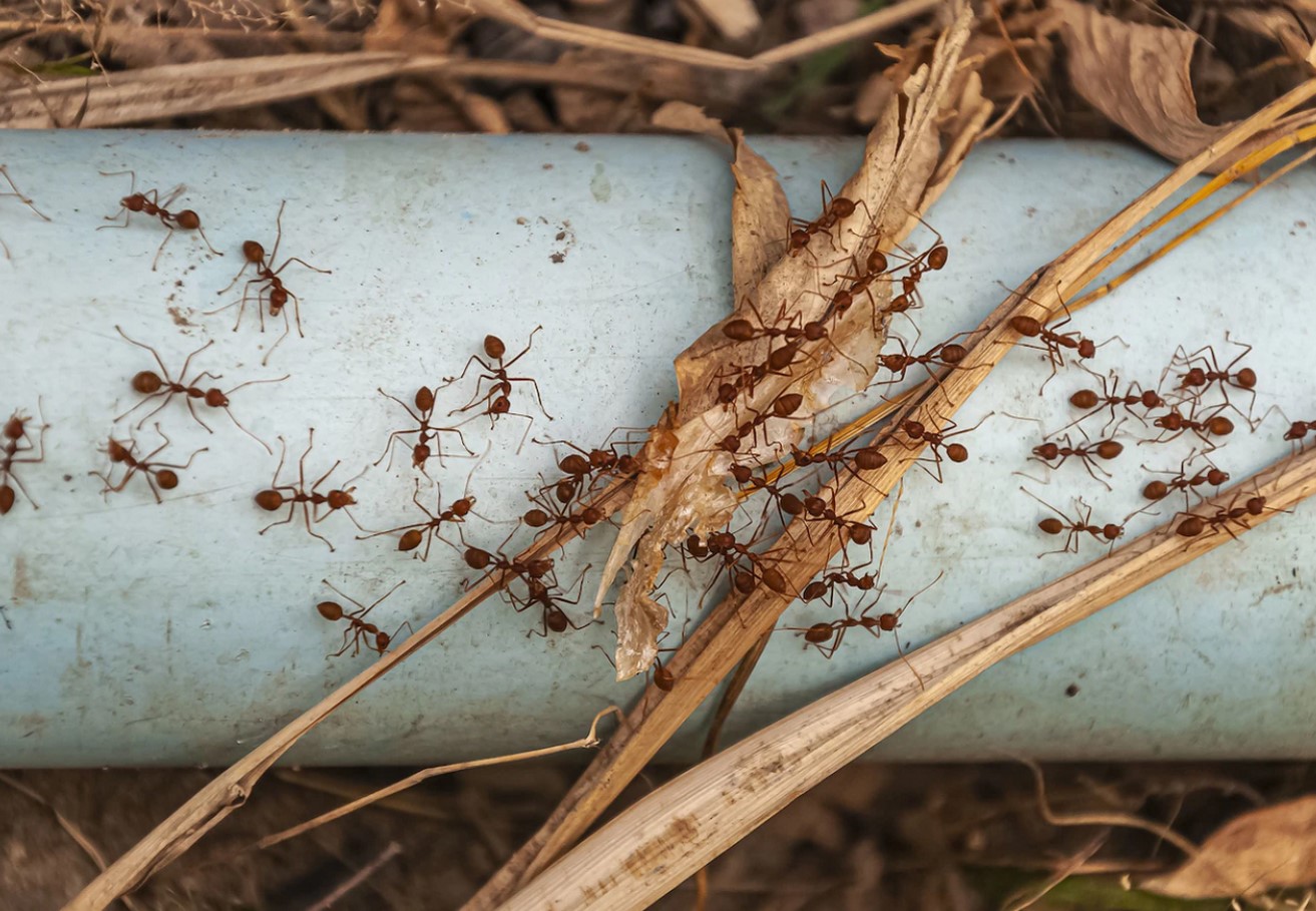 Krybende pest i Danmark: hvordan man slipper af med myrer i haven