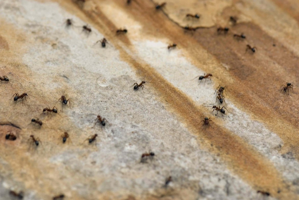 Krybende pest i Danmark: hvordan man slipper af med myrer i haven