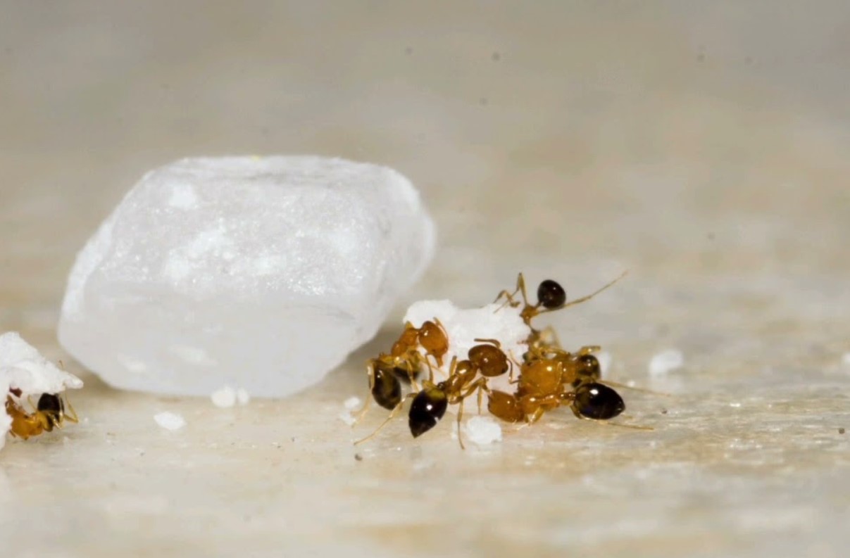 Krybende pest i Danmark: hvordan man slipper af med myrer i haven