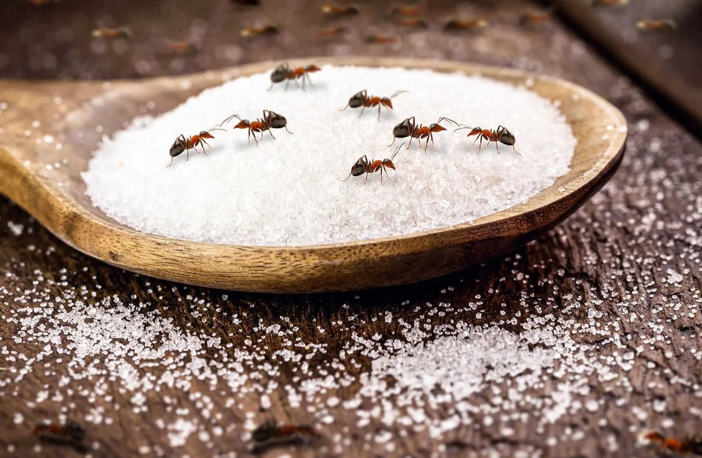 Krybende pest i Danmark: hvordan man slipper af med myrer i haven
