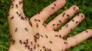 Krybende pest i Danmark: hvordan man slipper af med myrer i haven
