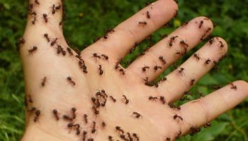 Krybende pest i Danmark: hvordan man slipper af med myrer i haven