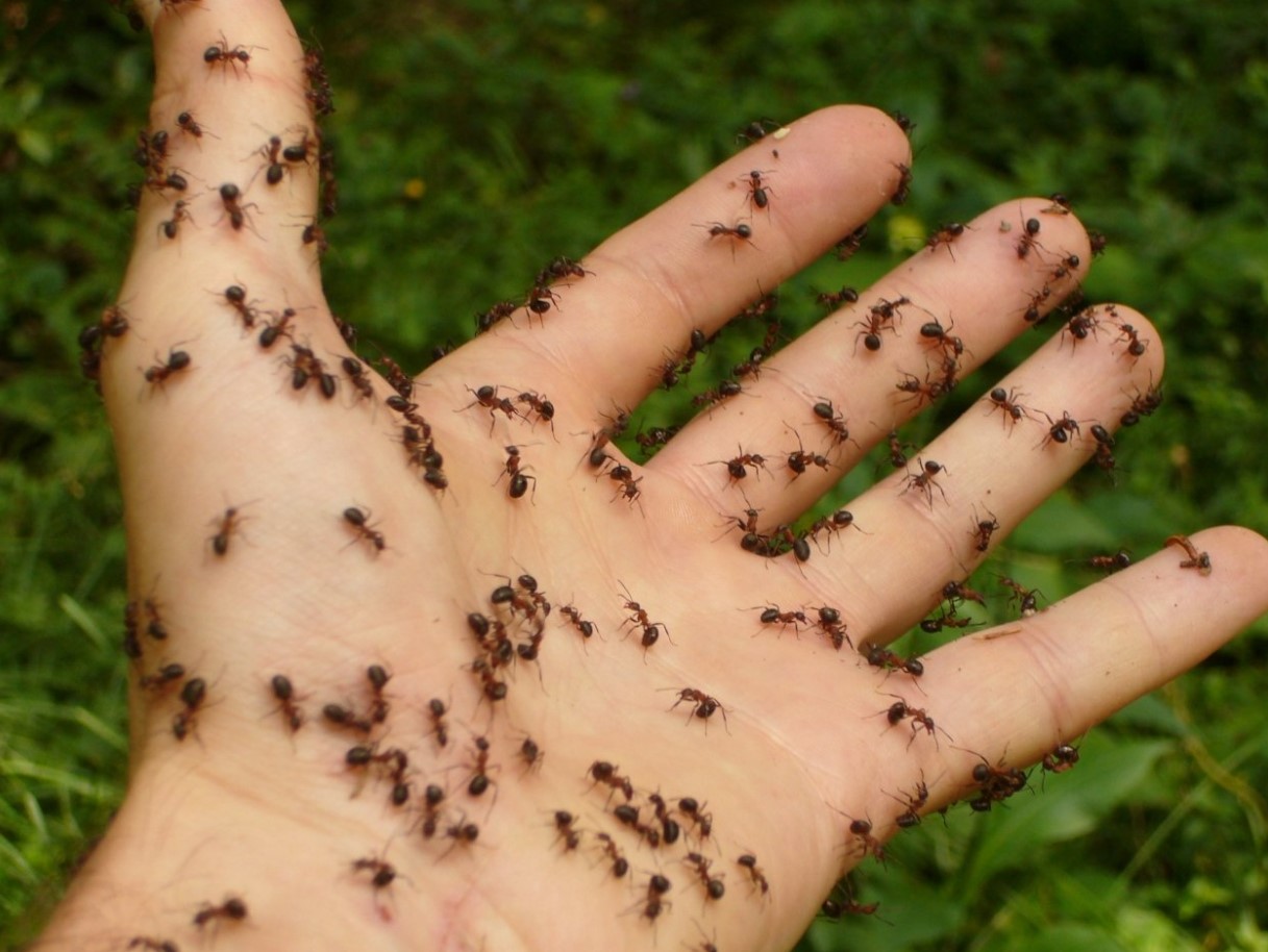 Krybende pest i Danmark: hvordan man slipper af med myrer i haven