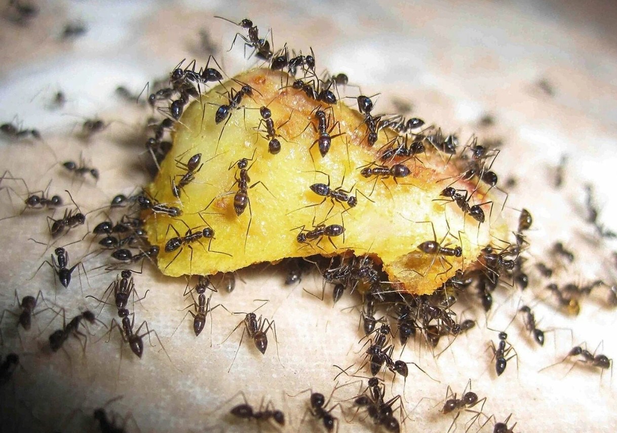Ikke kun diazinon og chlorpyrifos: hvordan man slipper af med myrer på grunden for altid