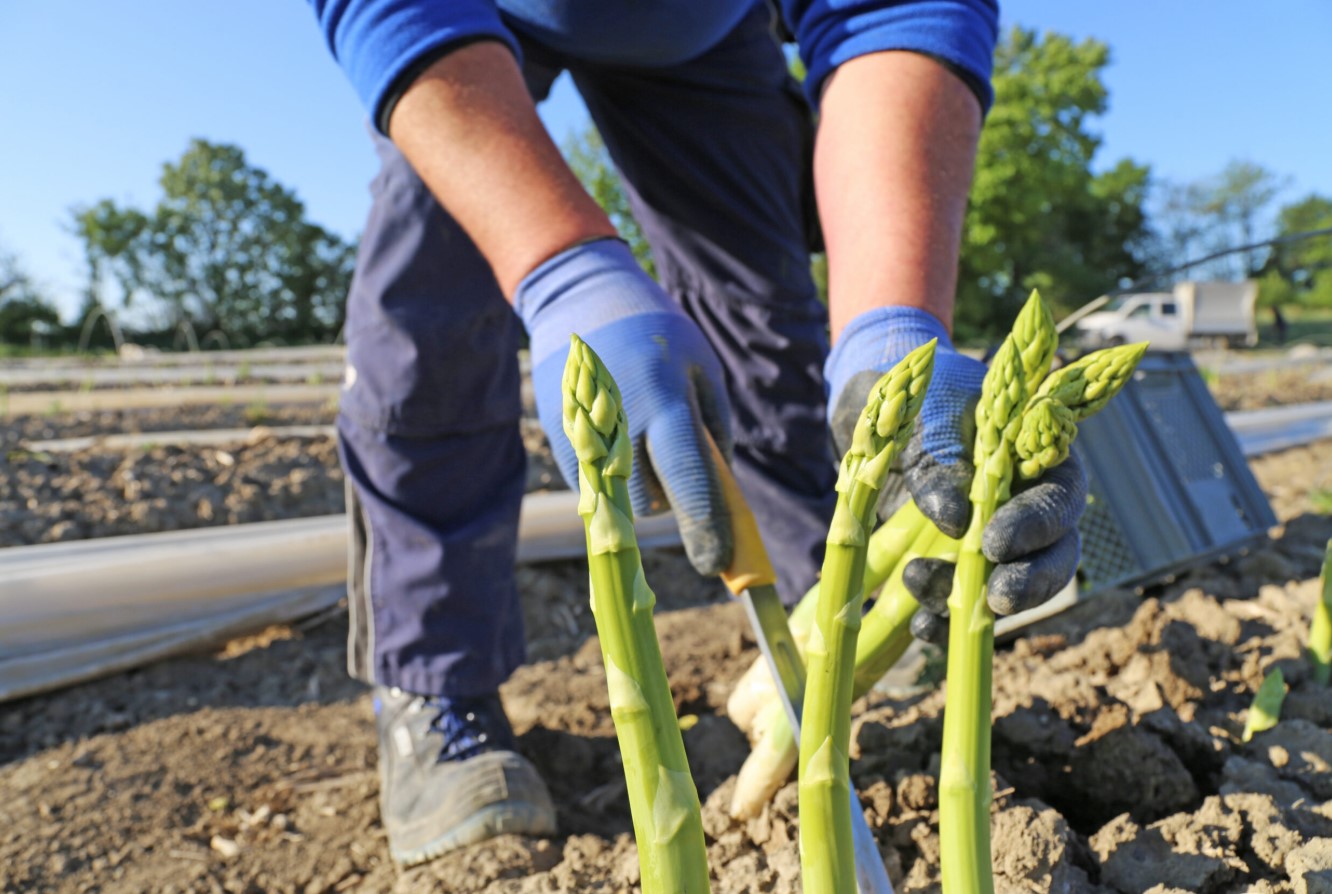 Gartnere får besked på at stoppe med at plante to ting i deres køkkenhave inden 21. juni
