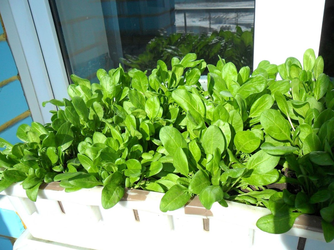 Martha Stewart: 13 spiselige planter, der kan dyrkes på altanen