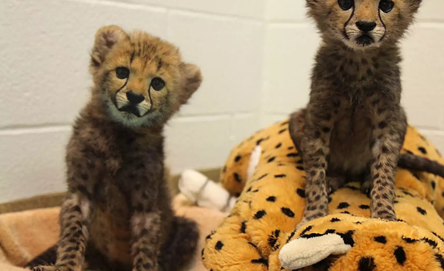 Baby gepard ved navn Taylor Swift møder sin kærlighed i en anden forældreløs unge ved navn Travis Kelce