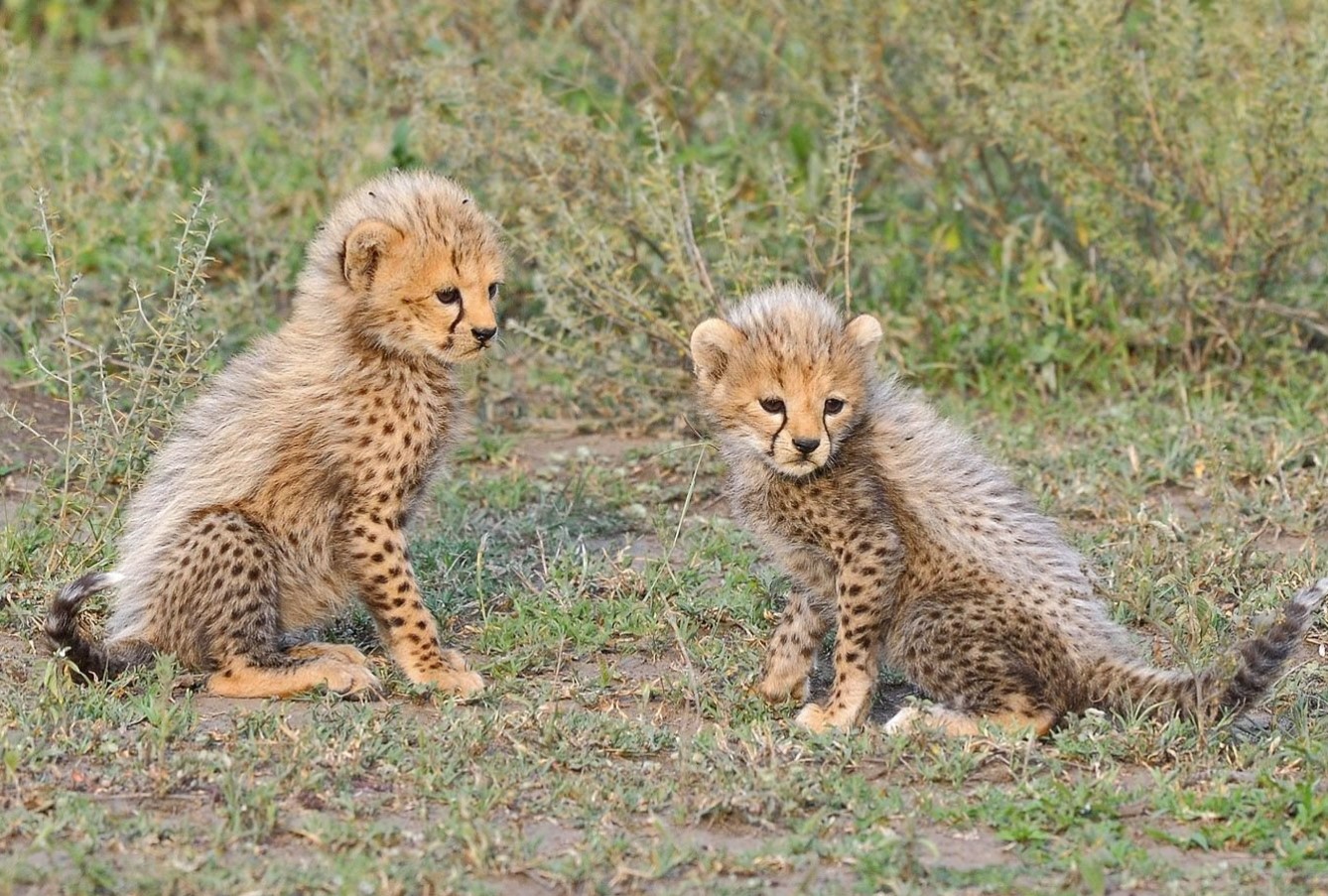Baby gepard ved navn Taylor Swift møder sin kærlighed i en anden forældreløs unge ved navn Travis Kelce