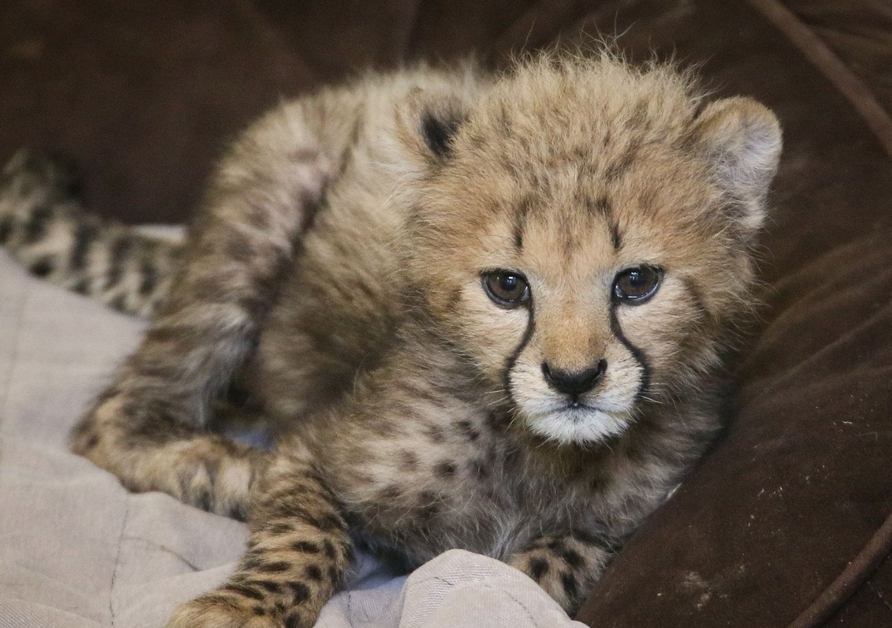 Baby gepard ved navn Taylor Swift møder sin kærlighed i en anden forældreløs unge ved navn Travis Kelce