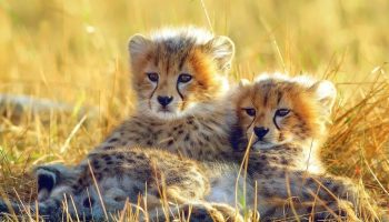 Baby gepard ved navn Taylor Swift møder sin kærlighed i en anden forældreløs unge ved navn Travis Kelce