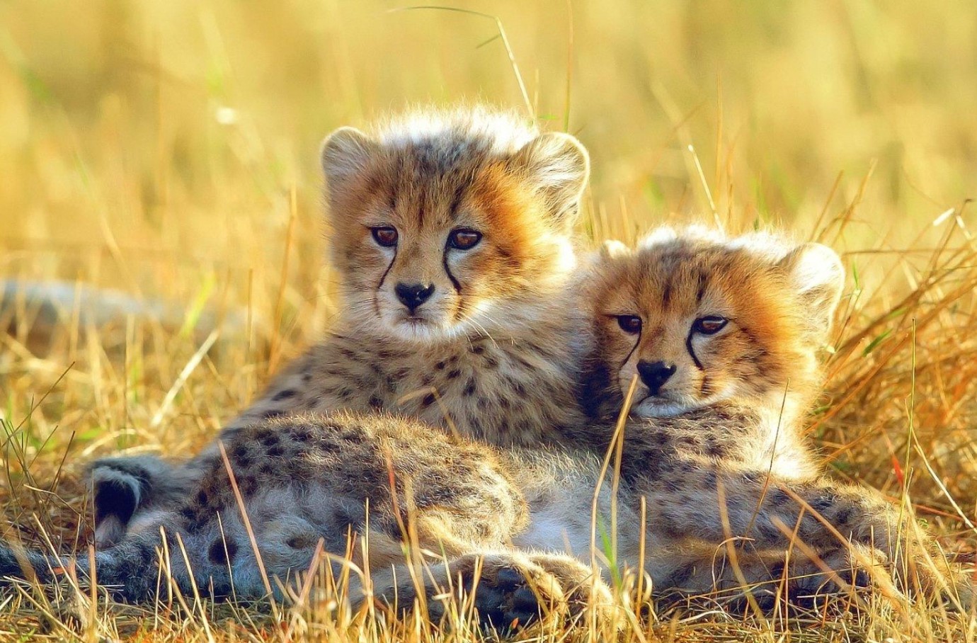 Baby gepard ved navn Taylor Swift møder sin kærlighed i en anden forældreløs unge ved navn Travis Kelce