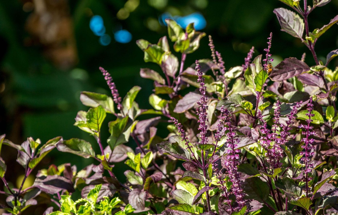 Plant dette i nærheden af blommetræer. Frugterne bliver større og uden orme