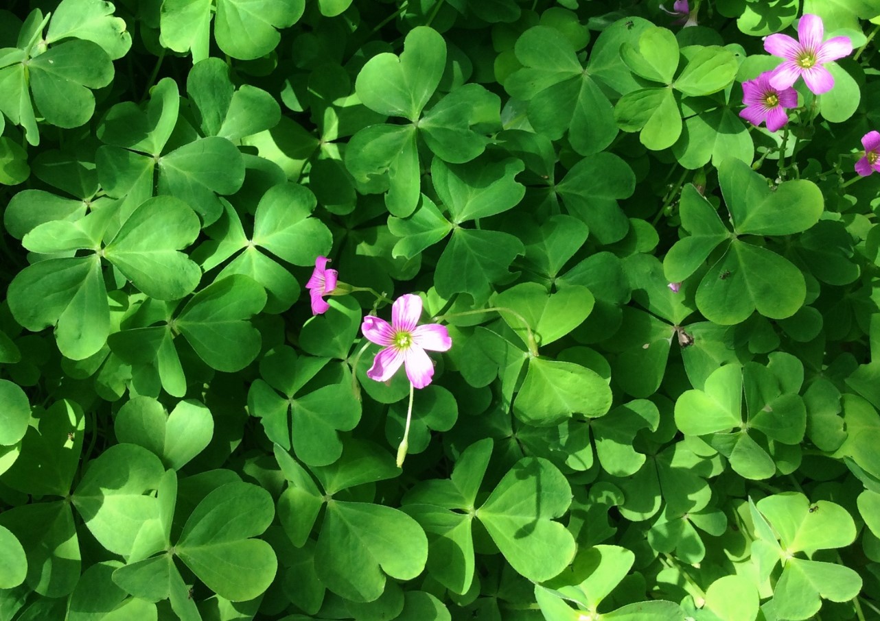Plant dette i nærheden af blommetræer. Frugterne bliver større og uden orme