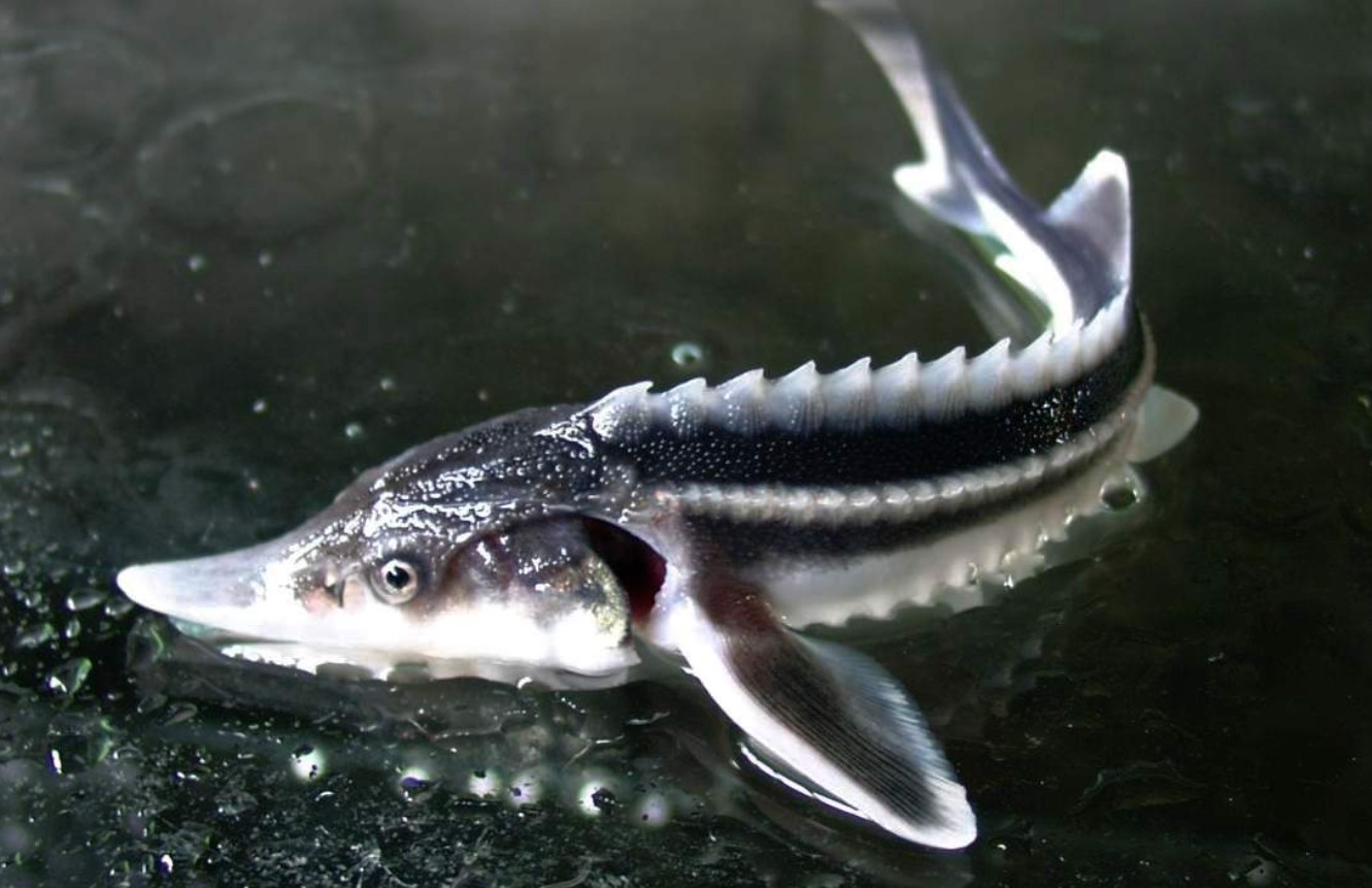 Sovjetisk hybridfisk: hvorfor er det forbudt at udsætte bester i naturen?