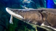 Sovjetisk hybridfisk: hvorfor er det forbudt at udsætte bester i naturen?
