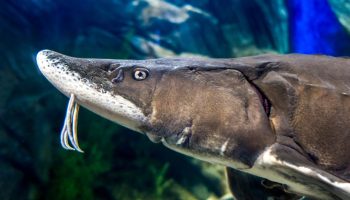 Sovjetisk hybridfisk: hvorfor er det forbudt at udsætte bester i naturen?