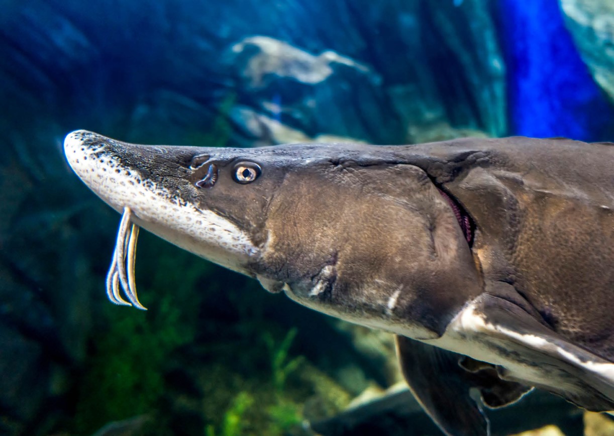 Sovjetisk hybridfisk: hvorfor er det forbudt at udsætte bester i naturen?