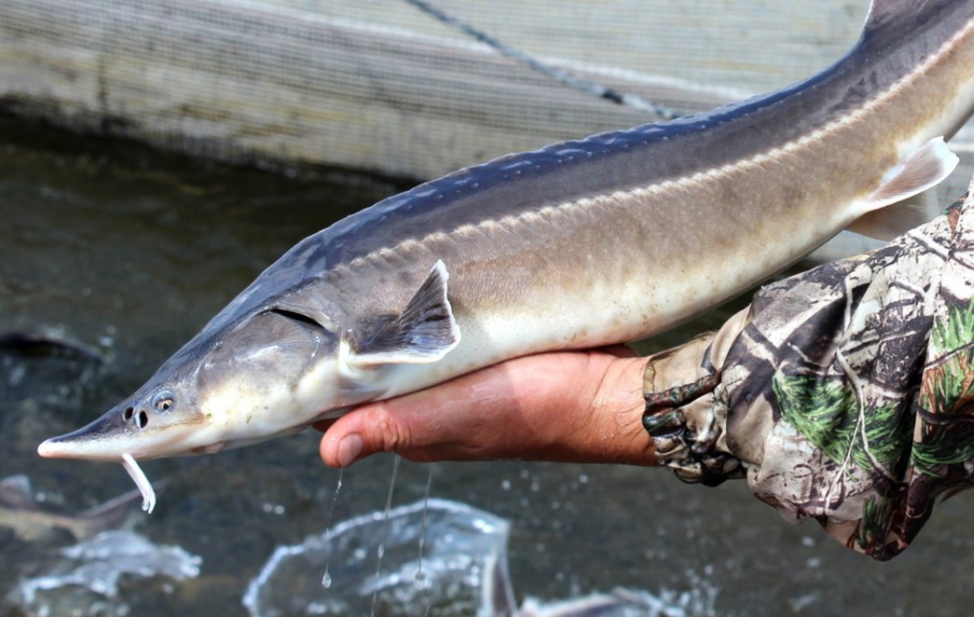 Sovjetisk hybridfisk: hvorfor er det forbudt at udsætte bester i naturen?