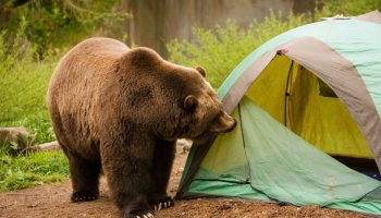 'Næste skridt - angreb på mennesker': antallet af bjørne i Letland bliver farligt