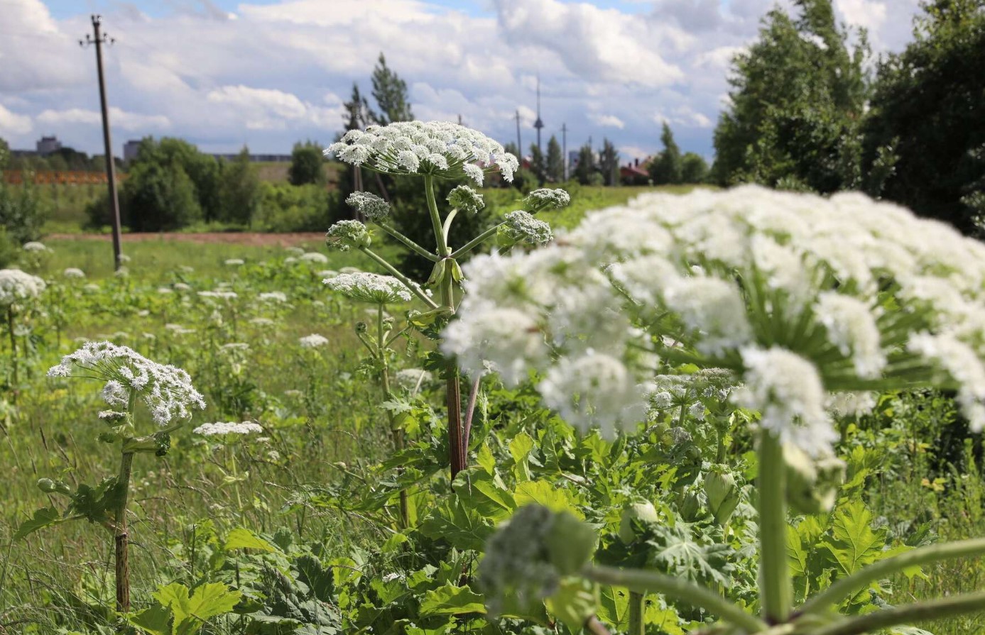 Hvordan man korrekt graver bjørneklo op: slippe af med det en gang for alle - nå det i juni, før ukrudtet blomstrer
