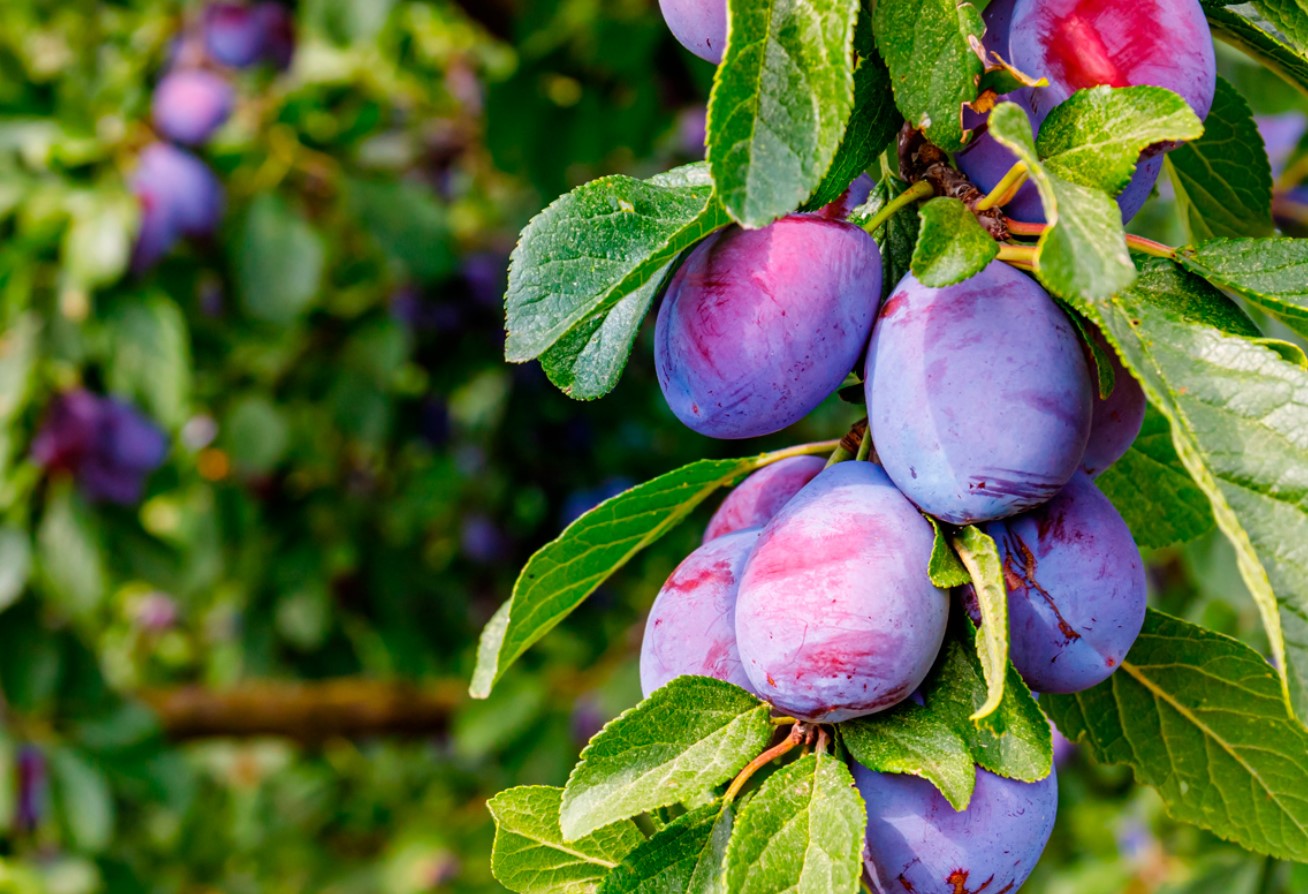 Plant dette i nærheden af blommetræer. Frugterne bliver større og uden orme