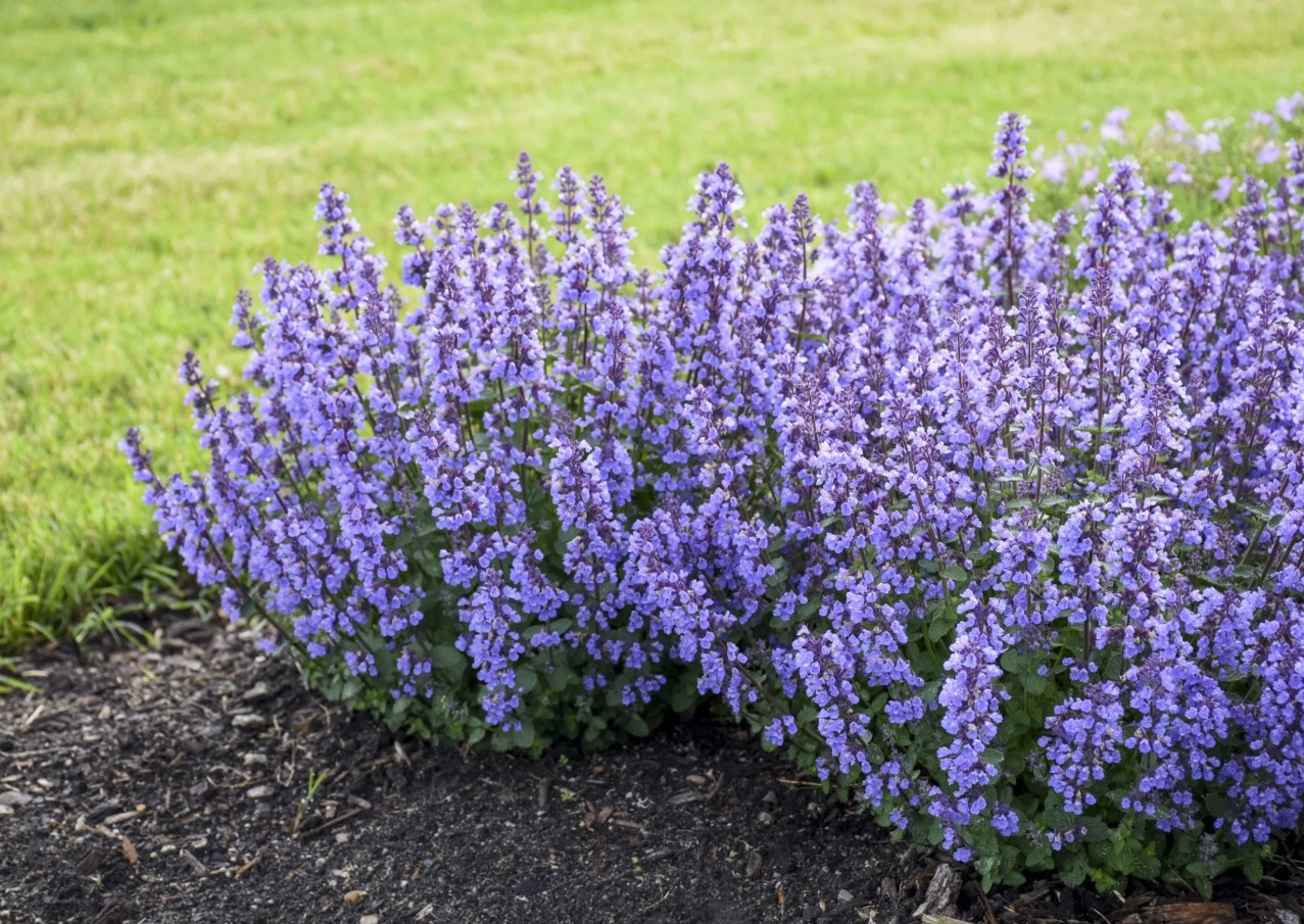 blue catmint nepeta